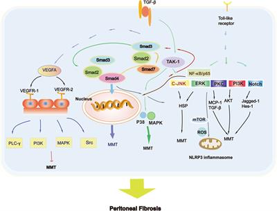 Peritoneal fibrosis: from pathophysiological mechanism to medicine